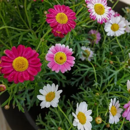 דירה Over The Messinian Plain קלמאטה